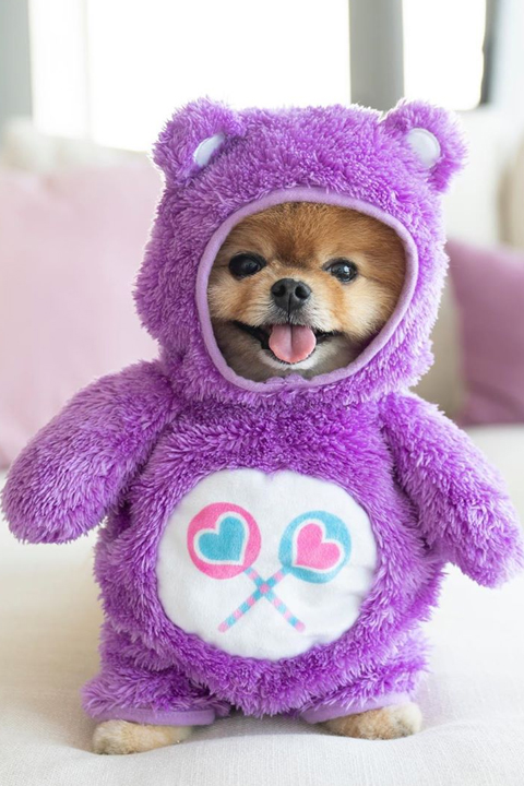 JiffPom wearing purple teddy suit is looking super cute