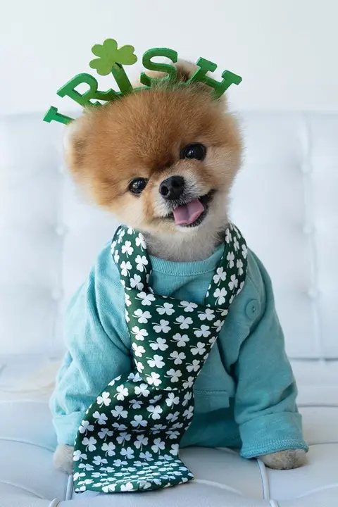 JiffPom wearing Irish head band and tie and is stealing our heart