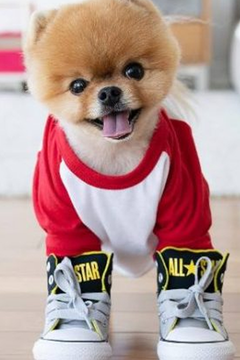 jiffpom wearing red tshirt and sneakers